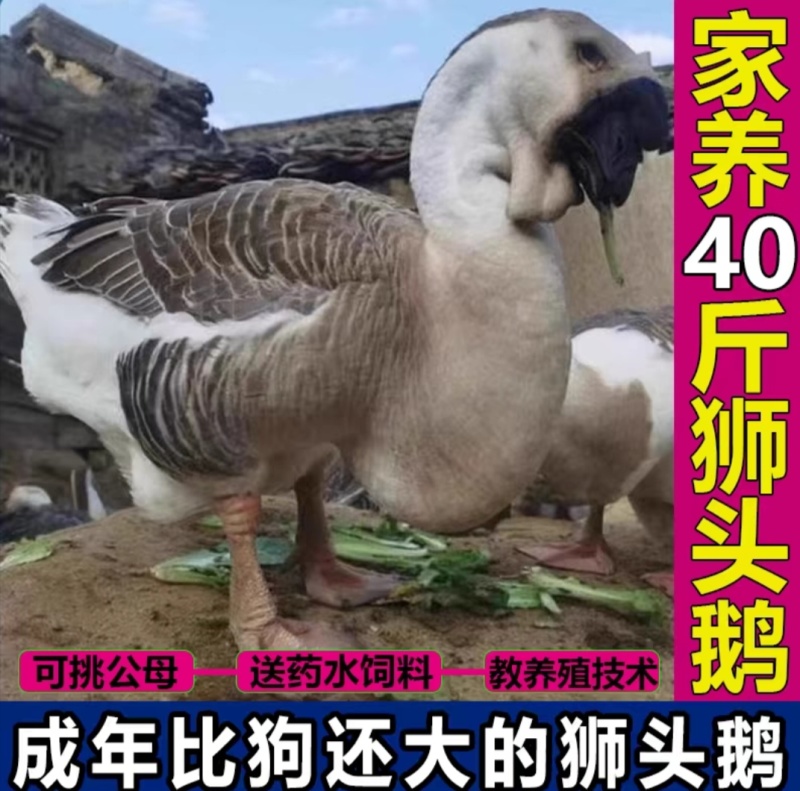 大种狮头鹅苗，纯种狮头鹅苗疫苗齐全全国包邮