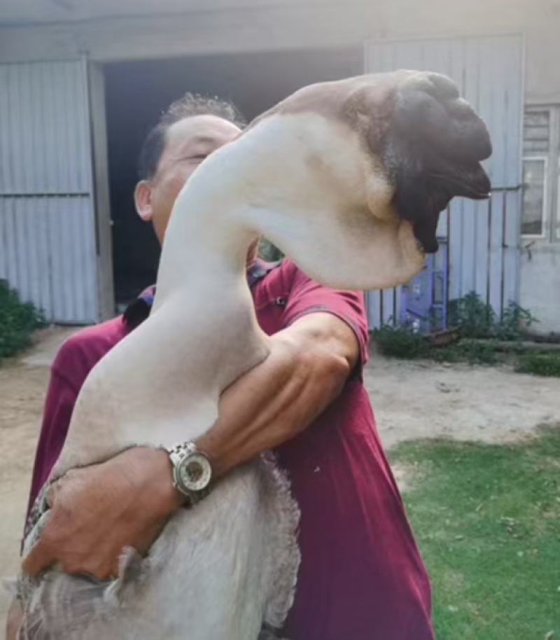 大种狮头鹅苗纯种狮头鹅苗价格，狮头鹅苗多少一只