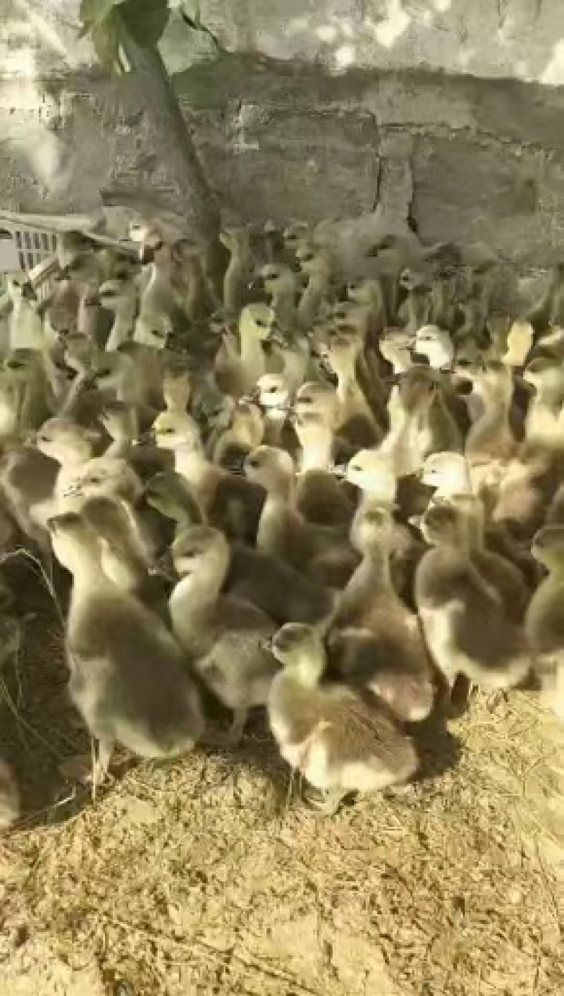 大种狮头鹅苗纯种狮头鹅苗价格，狮头鹅苗多少一只