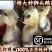 大种狮头鹅苗纯种狮头鹅苗价格，狮头鹅苗多少一只
