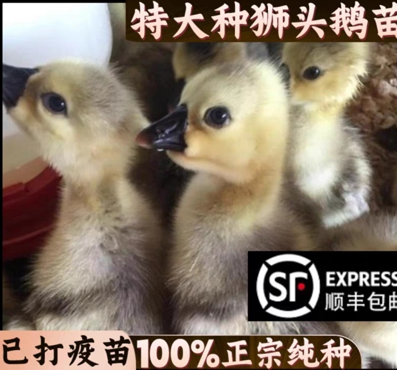 大种狮头鹅苗纯种狮头鹅苗价格，狮头鹅苗多少一只