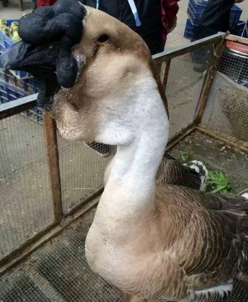 大种狮头鹅苗纯种狮头鹅苗价格，狮头鹅苗多少一只