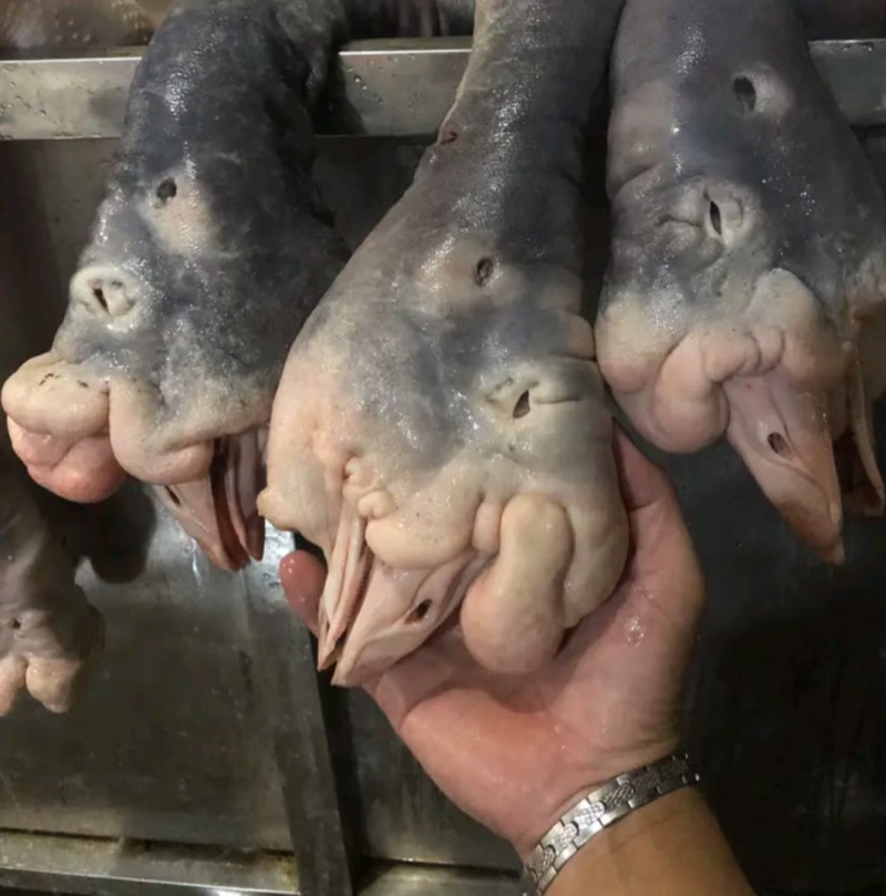 大种狮头鹅苗纯种狮头鹅苗价格，狮头鹅苗多少一只