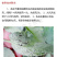 3%春雷素·多粘菌细菌性斑点病春雷霉素多粘菌
