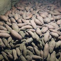河北定兴大任窖藏红薯，品种冀薯26大量出售