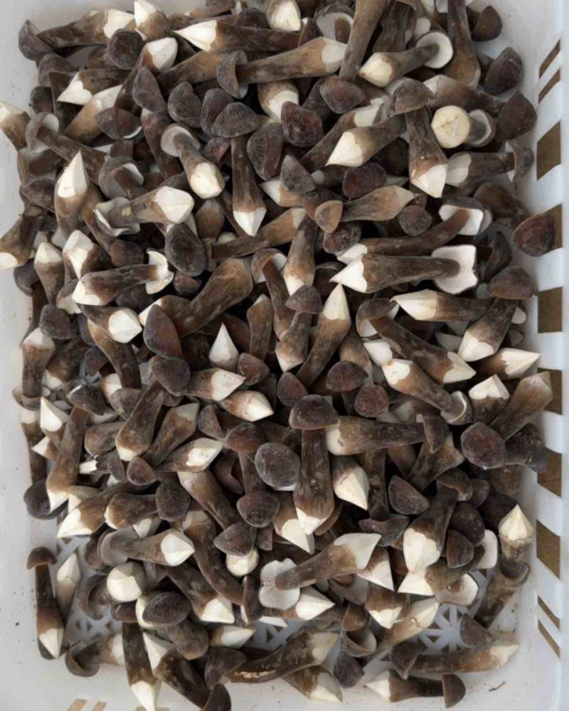 黑皮鸡纵菌