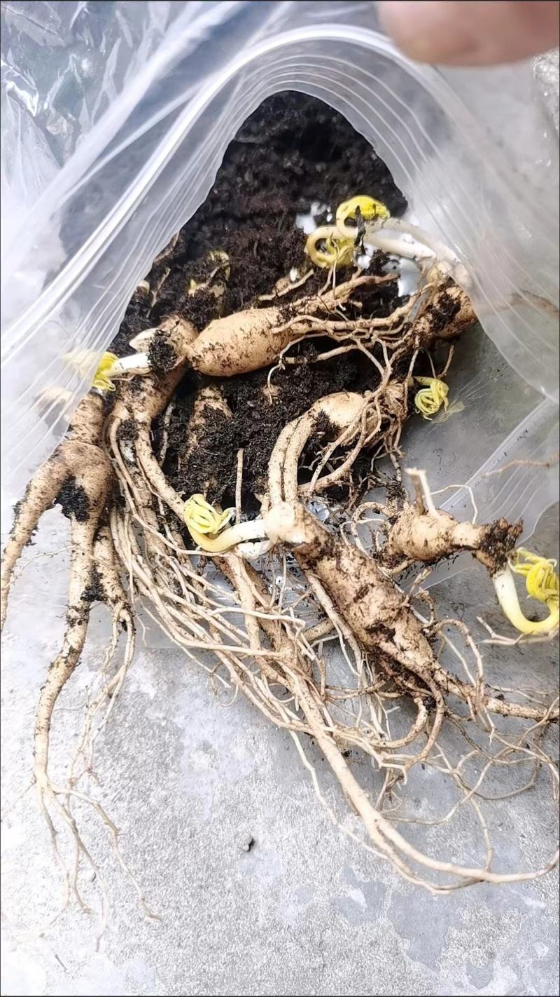 抚松县人参苗，批发零售，支持线上保障交易