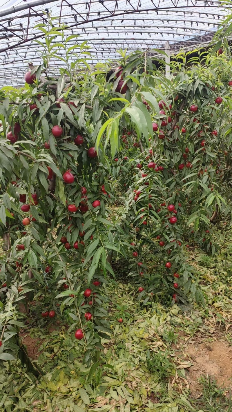 山西省高原大棚油桃现在大量上市，皮薄汁多味甜，有需要的老