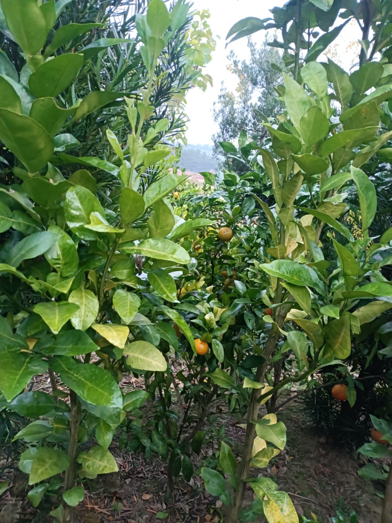 各式各样的果树苗