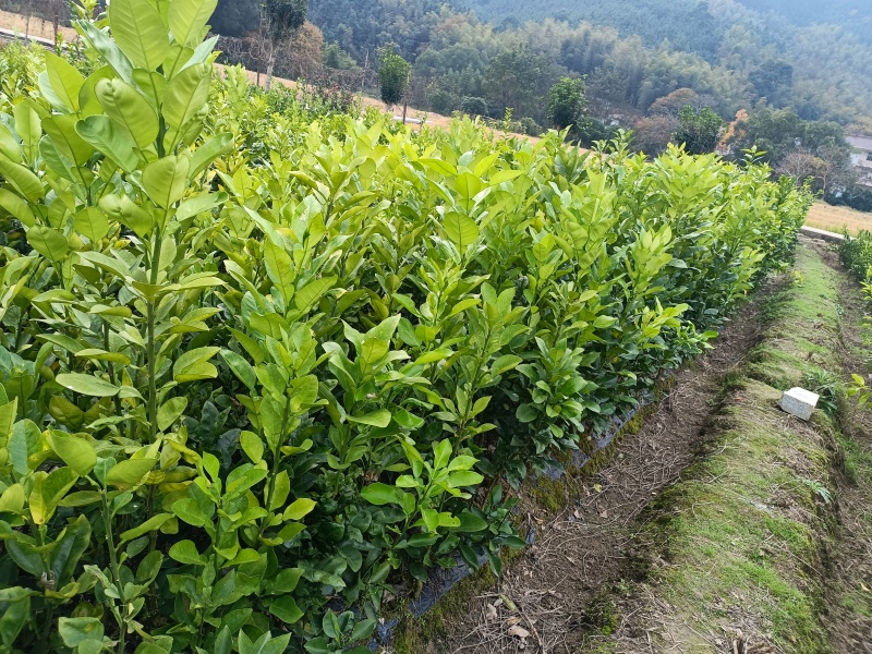 各式各样的果树苗
