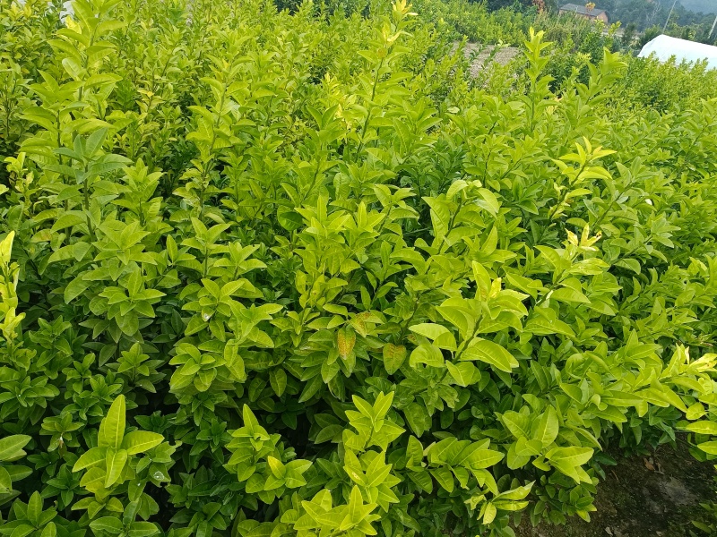 各式各样的果树苗