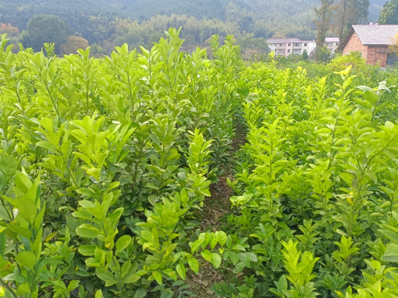 各式各样的果树苗