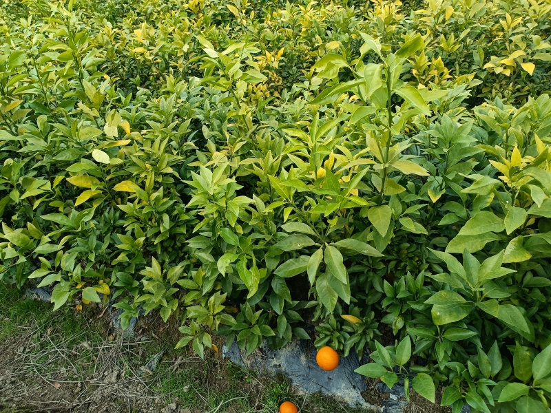 各式各样的果树苗