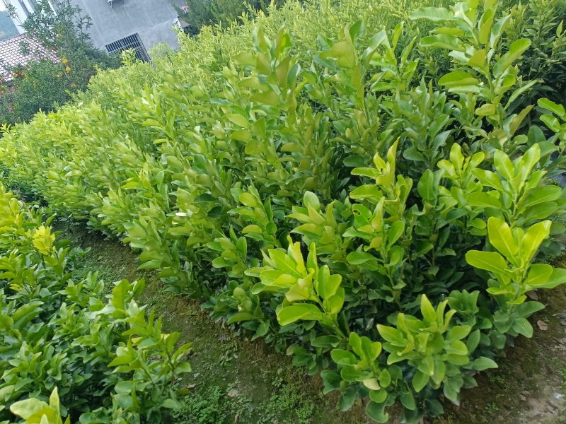 各式各样的果树苗