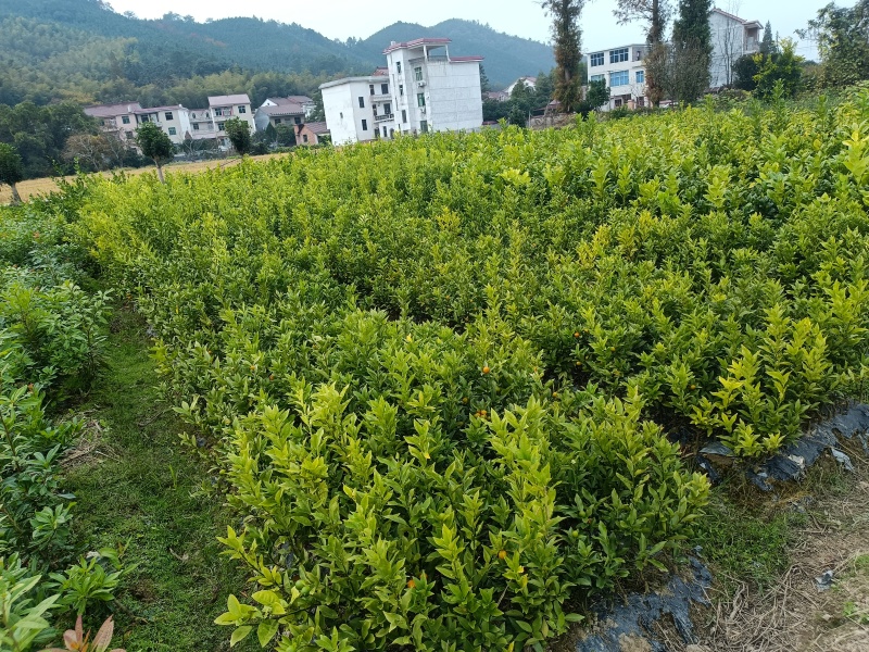 各式各样的果树苗