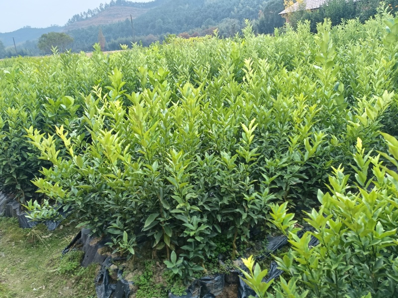 各式各样的果树苗