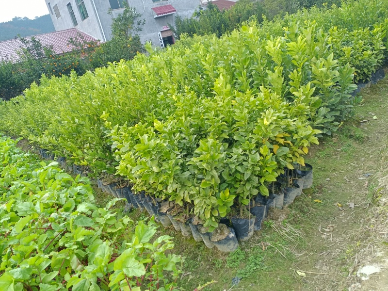 各式各样的果树苗