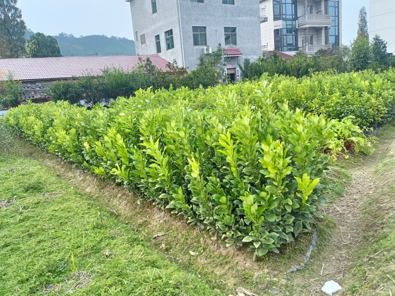 各式各样的果树苗