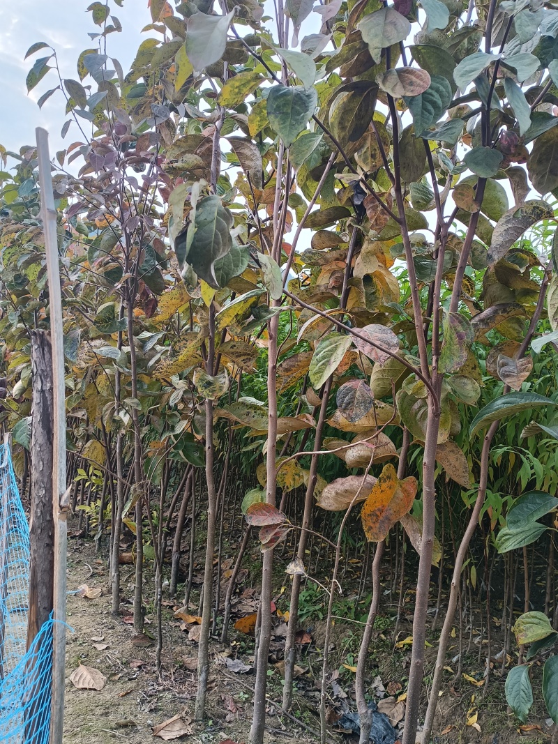 各式各样的果树苗