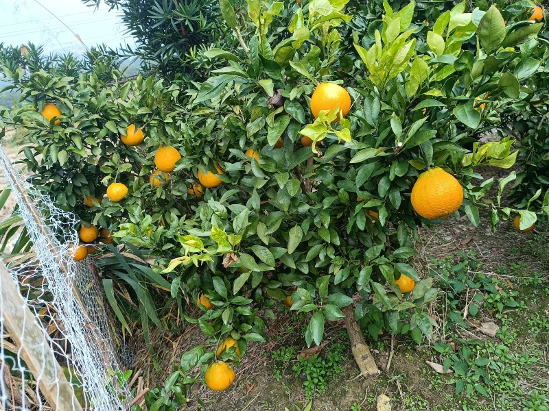 各式各样的果树苗