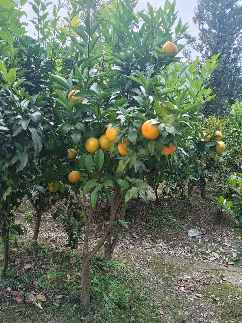 各式各样的果树苗