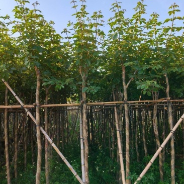 黄花风铃木多花3-4-5-8-10公分