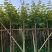 黄花风铃木多花3-4-5-8-10公分