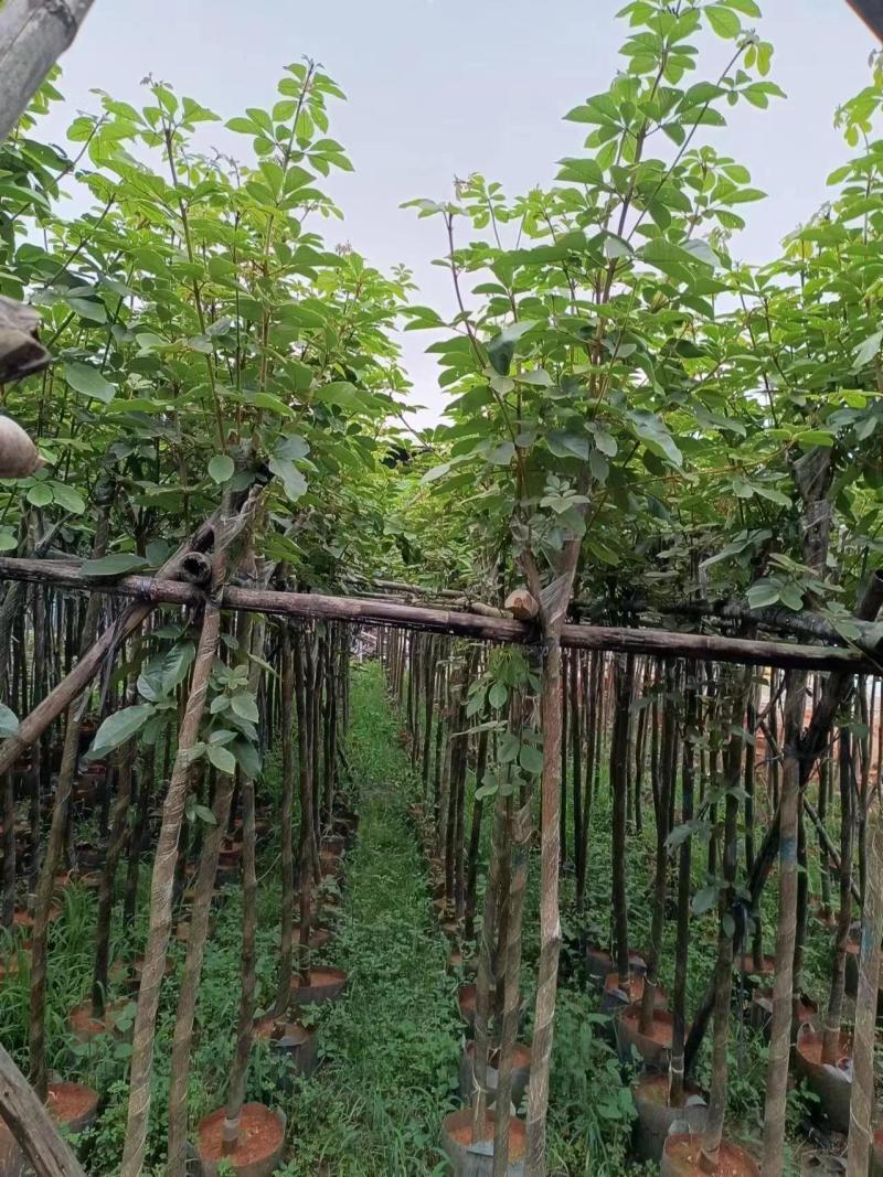 黄花风铃木多花3-4-5-8-10公分