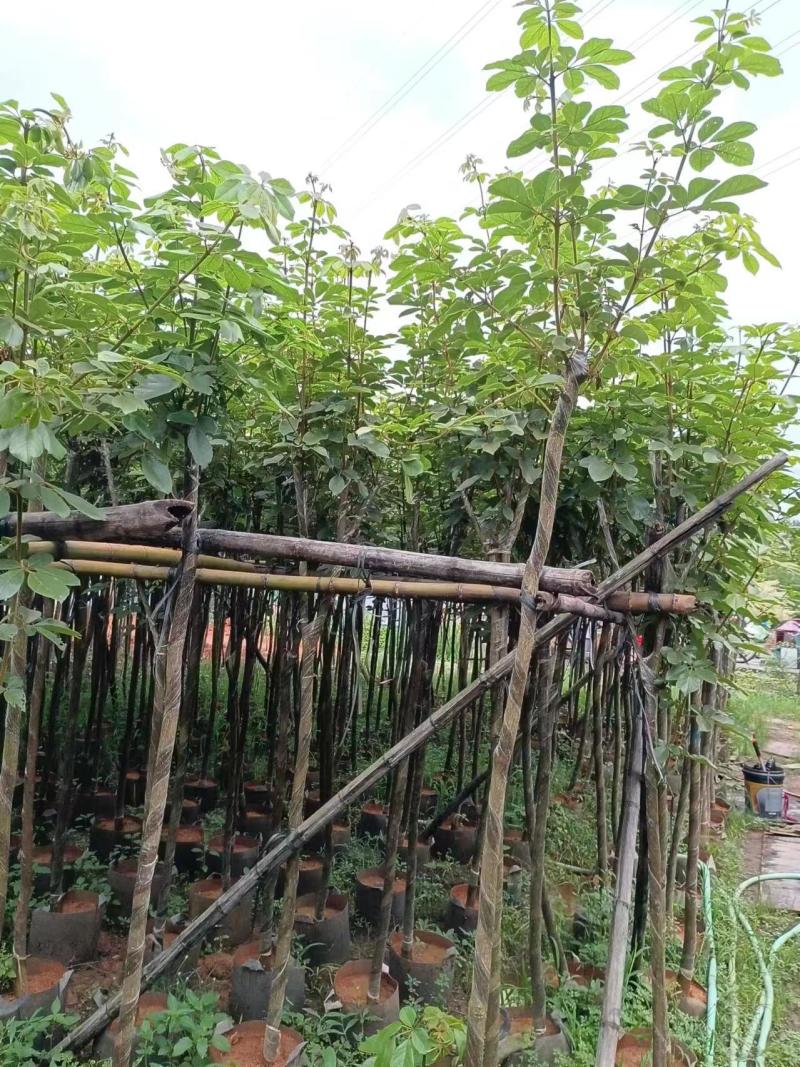 黄花风铃木多花3-4-5-8-10公分