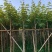 黄花风铃木多花3-4-5-8-10公分