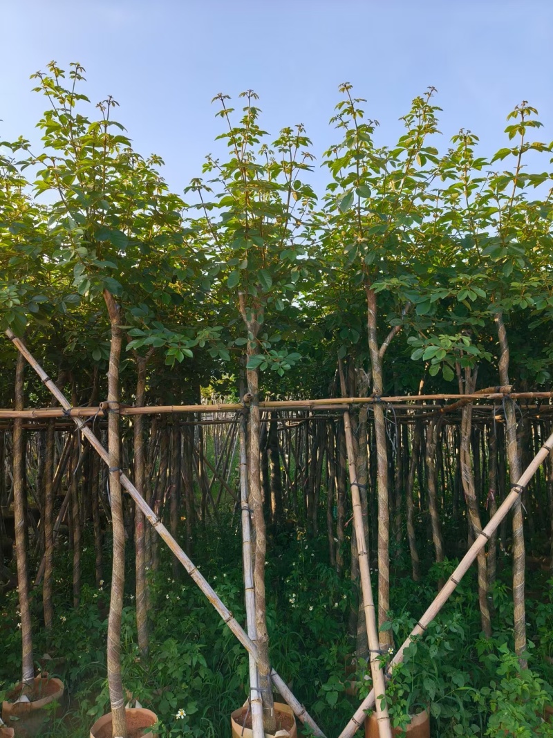 黄花风铃木多花3-4-5-8-10公分