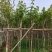 黄花风铃木多花3-4-5-8-10公分