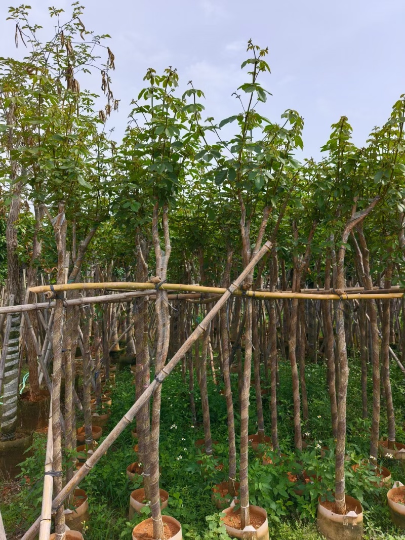 黄花风铃木多花3-4-5-8-10公分
