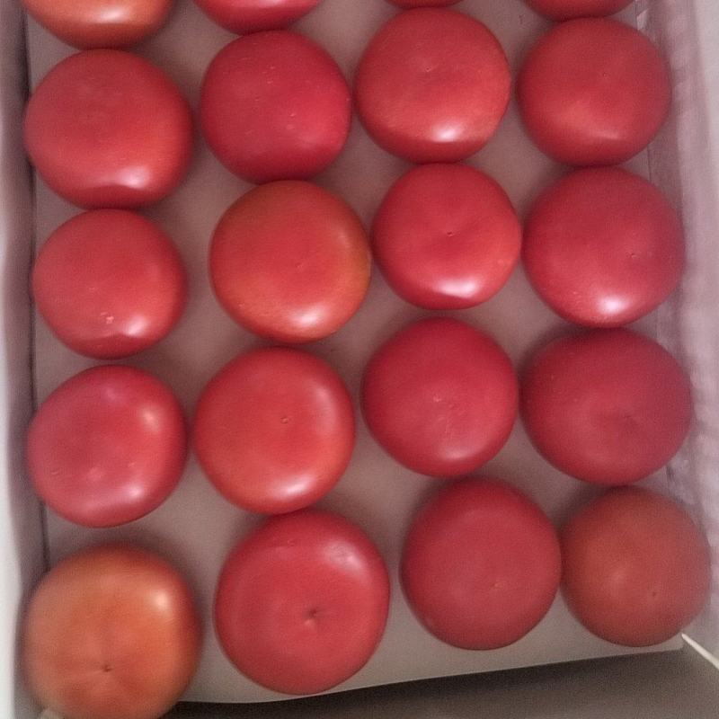 硬粉西红柿商超，电商一手货源，产地直采，诚信为本
