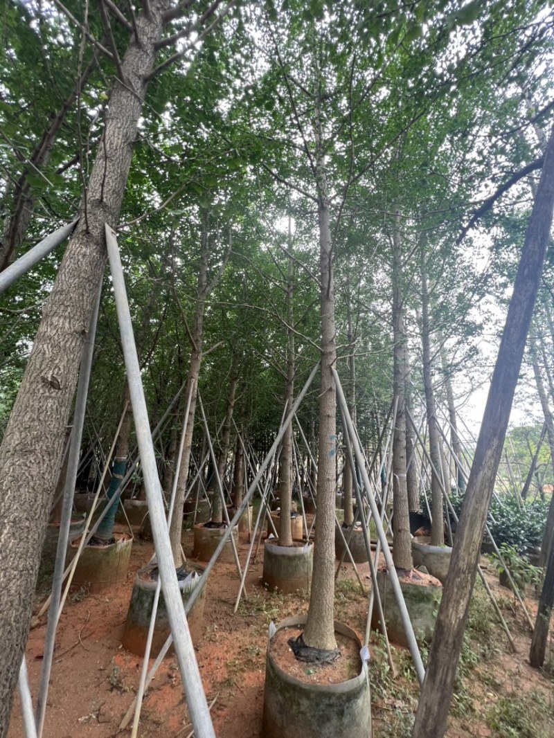 银杏树：5公分~12公分，大量现货出售，欢迎来电