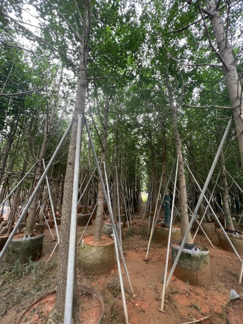 银杏树：5公分~12公分，大量现货出售，欢迎来电