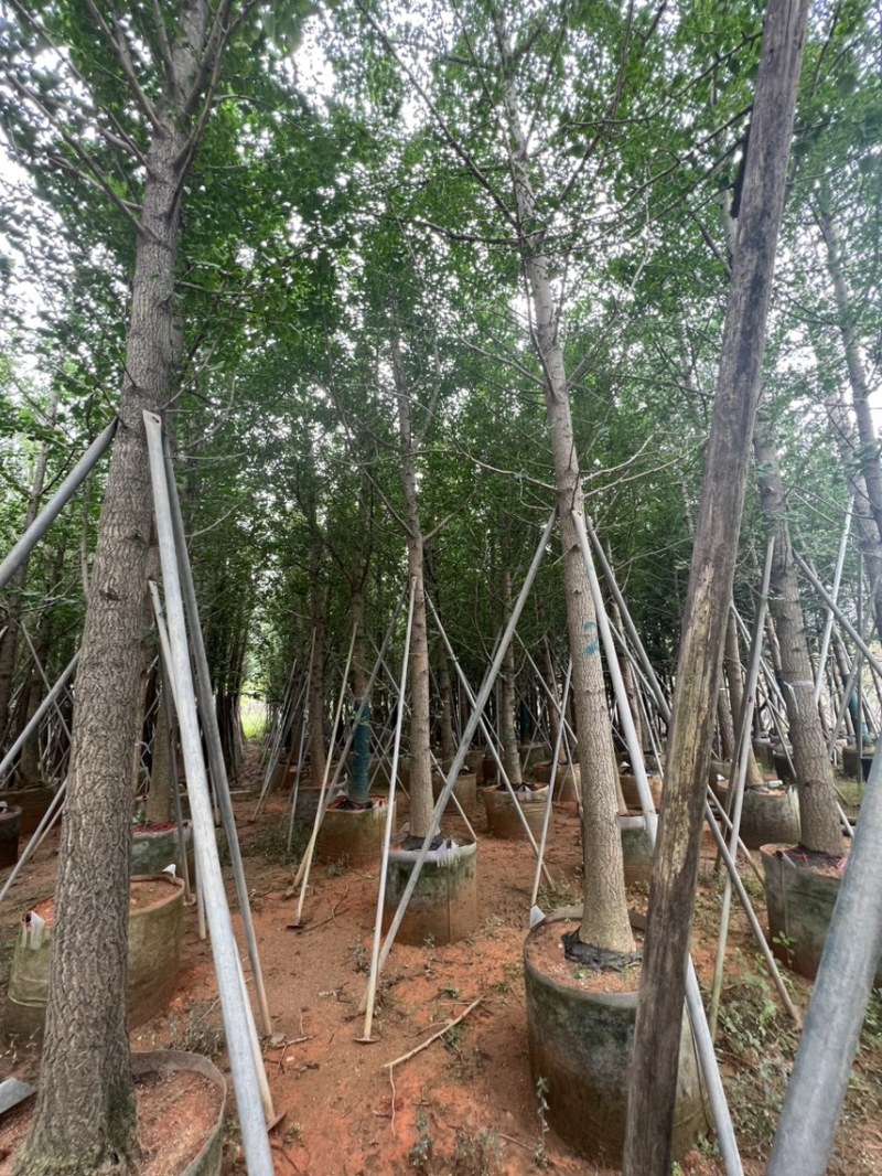 银杏树：5公分~12公分，大量现货出售，欢迎来电