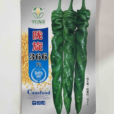 陇旋366全螺品种，杂交一代，早熟品种香辣口感，种子品种