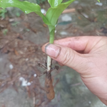 双肾草，双肾参（包邮）