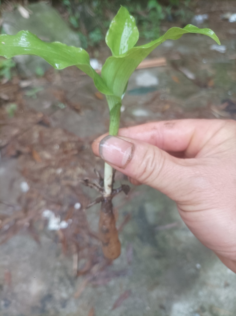 双肾草，双肾参（包邮）