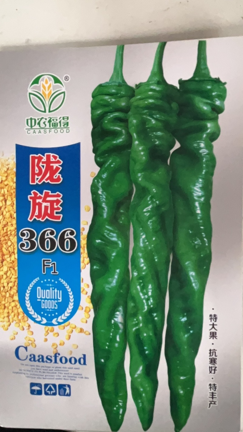 陇旋366全螺品种，杂交一代，早熟品种香辣口感，种子品种
