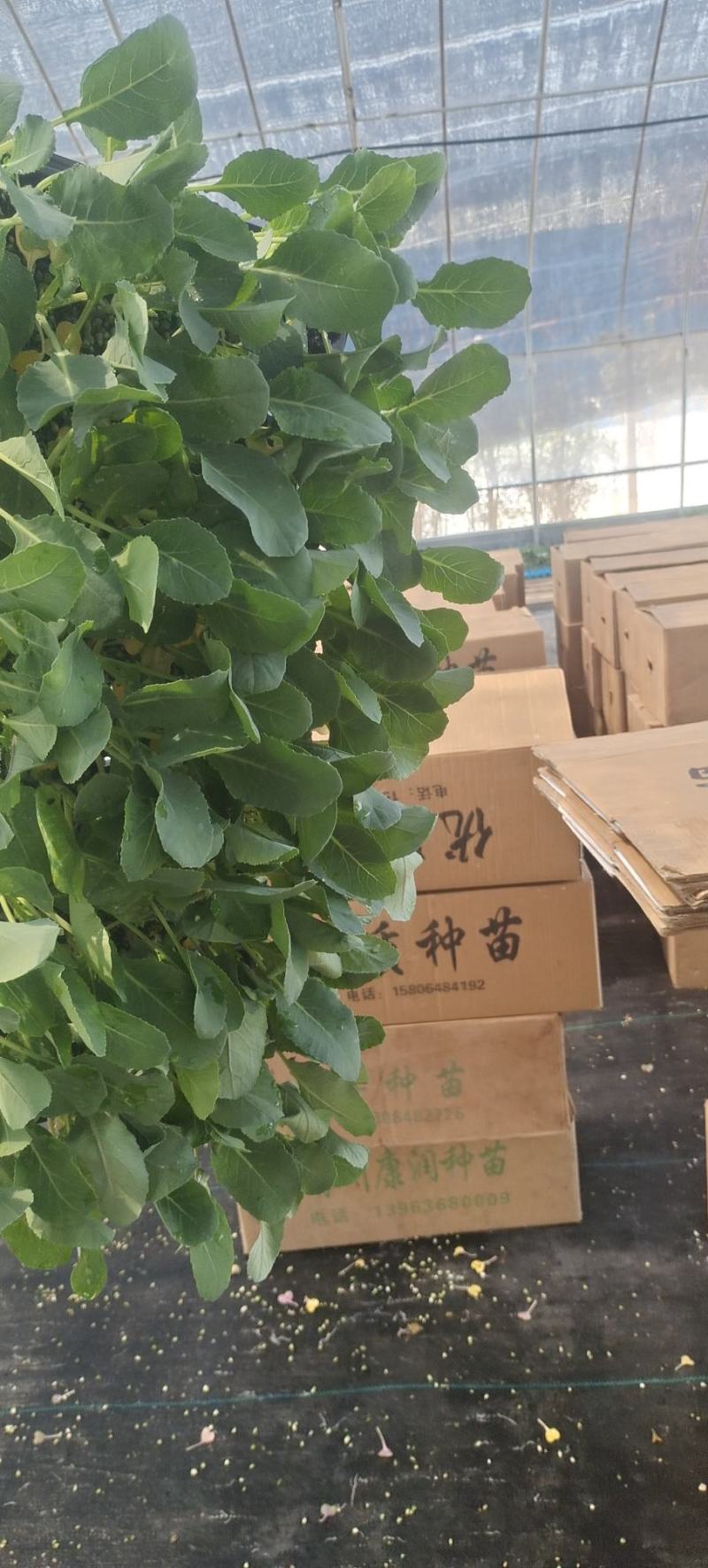 耐热菜花苗