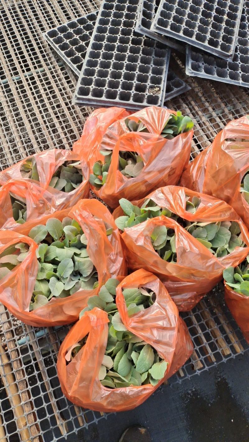 耐热菜花苗