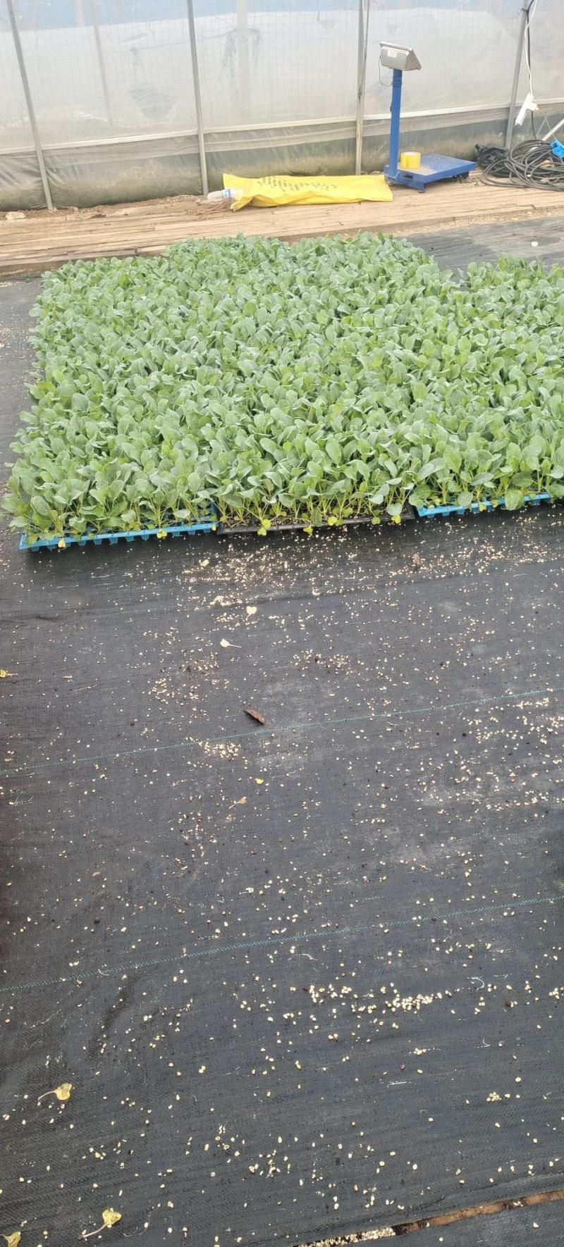 耐热菜花苗
