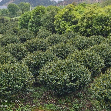 茶梅球茶梅大苗花朵大小适中花色玫红色可视频看货
