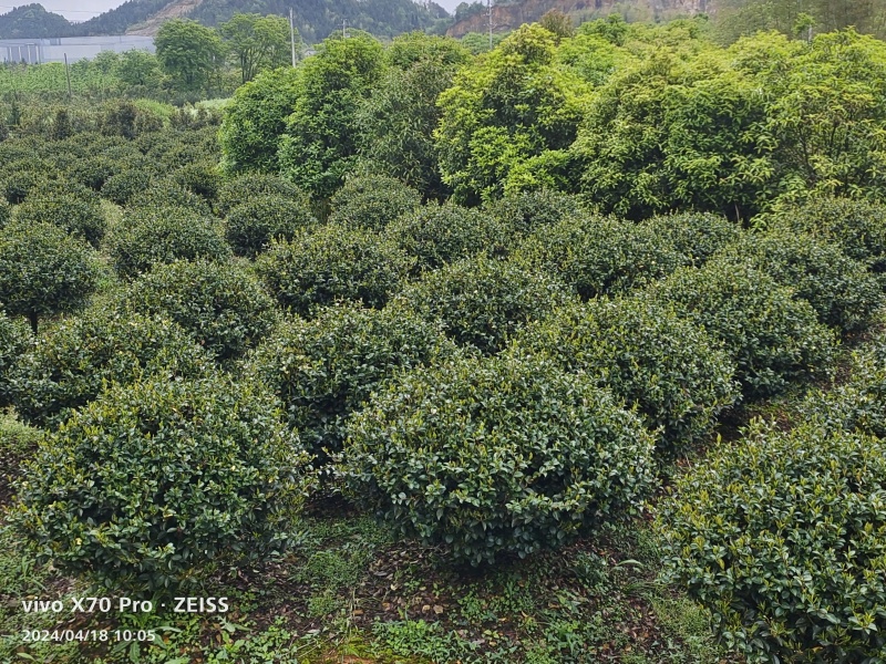 茶梅球茶梅大苗花朵大小适中花色玫红色可视频看货