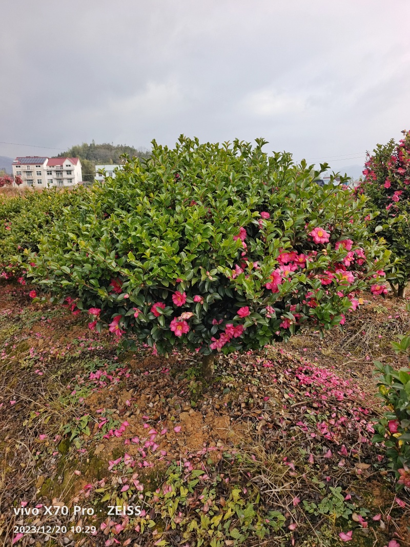 茶梅球茶梅大苗花朵大小适中花色玫红色可视频看货