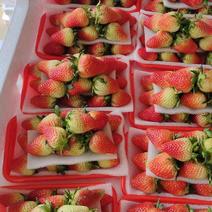 夏季草莓大量上市，新鲜货现采现发，长期大量有货