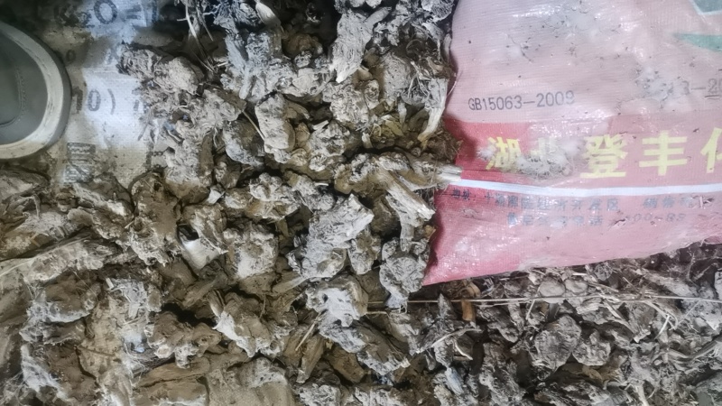 玄参芦头