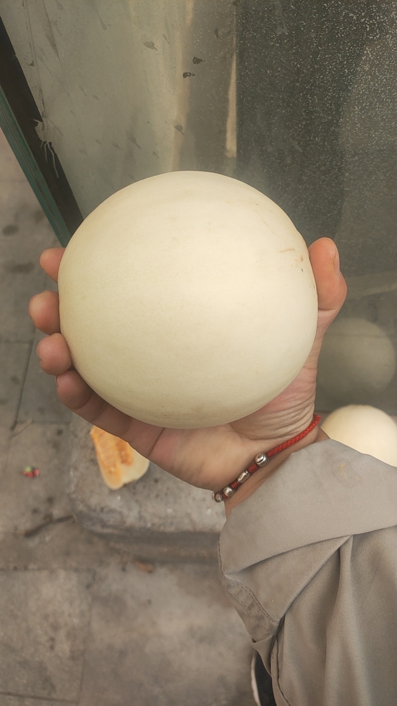 红玉甜瓜，万亩大棚基地直发全国，市场货，电商货，上蔡龚垒